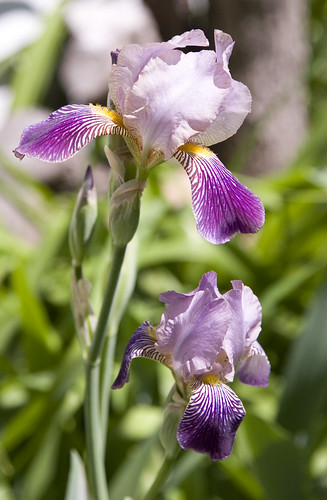 purple iris pair