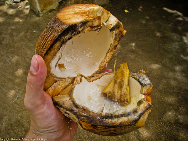 Открытый кокос