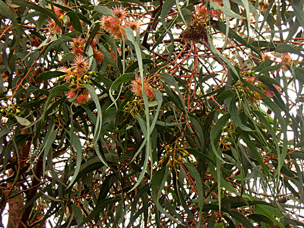29-01-2011-eucalyptus-torquata-tree3