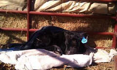 Still alive, but a very sick little calf.