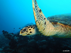 Hawkbill turtle - Maldives