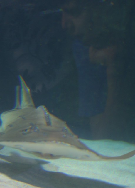 Newport Aquarium: ray shark; Maya's reflection
