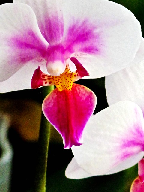 IMG_0657 Orchid ,胡姬花