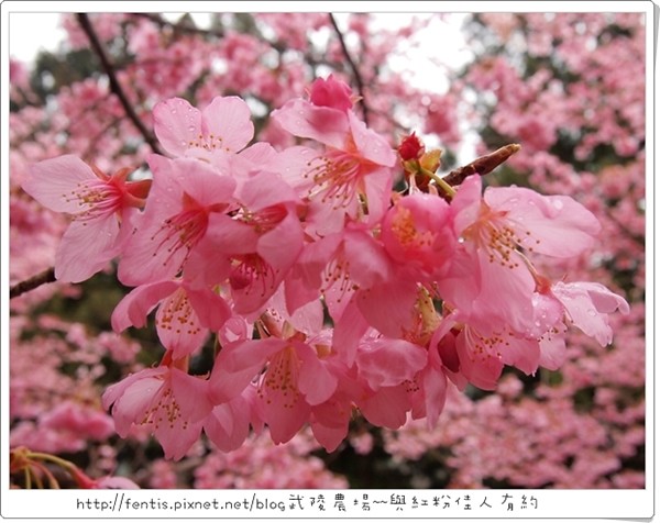 武陵櫻花