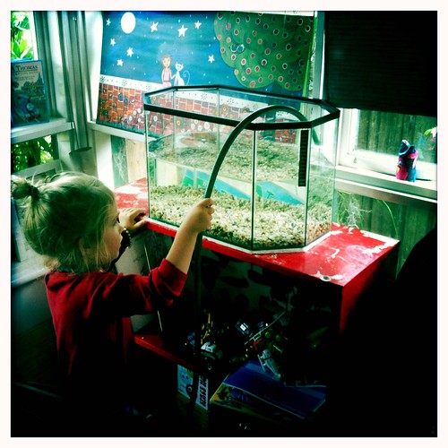 Filling the new fish tank