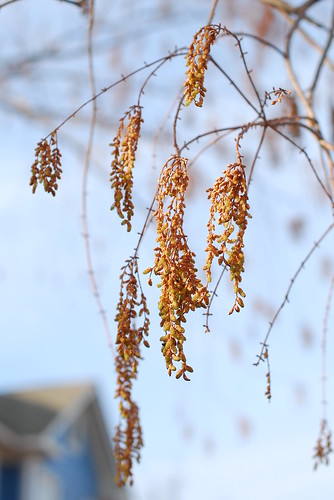 Dawn Redwood in Winter :: A Living Fossil