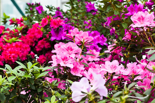 Red, pink and white azaleas