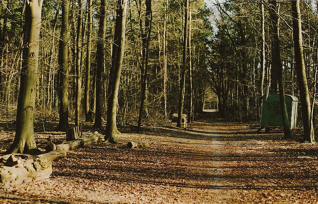 forestroad