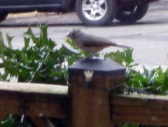 Tufted titmouse in Falls Church