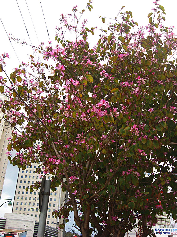 09-03-2011-flowertree