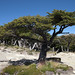 Forme degli alberi vicino alla Laguna Capri