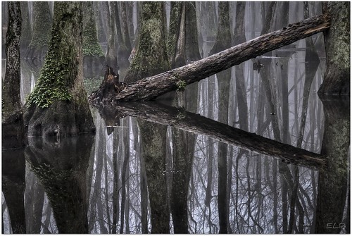 Cypress Swamp Reflections