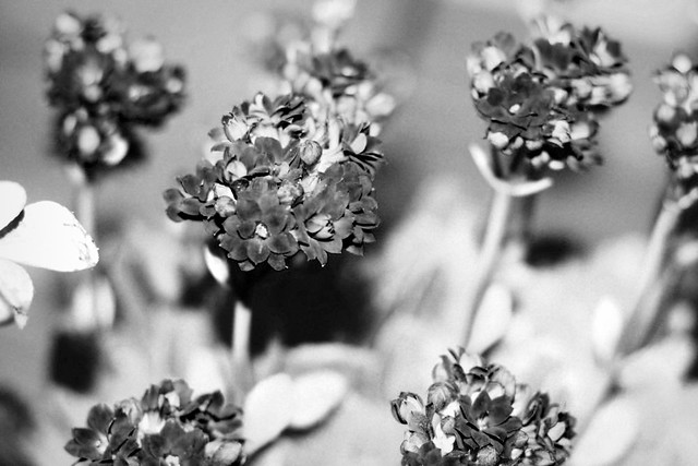 Flowers #4 (Black and White)