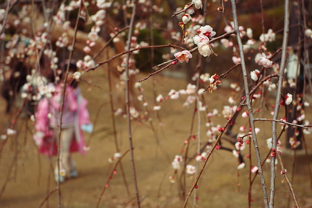 五分咲きの梅花