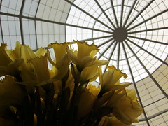 Daffodils at KCI by Dowbiggin