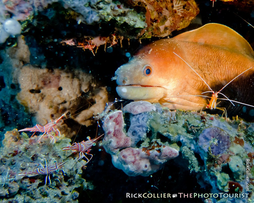 Attentive shrimps of several kinds surround a moray eel