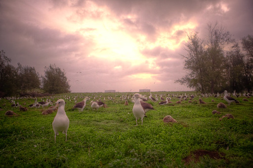 Journey to Midway Island