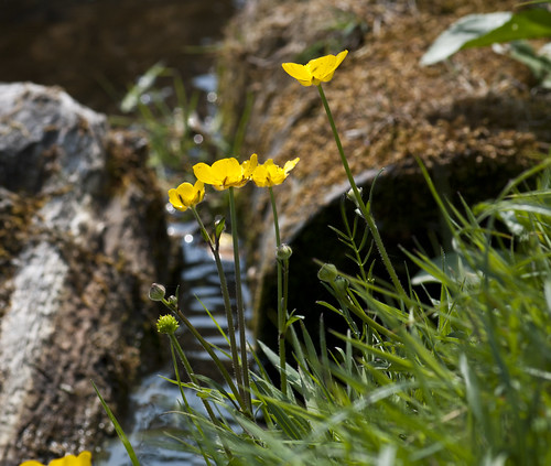 Buttercups close up - Copyright R.Weal 2011