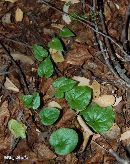 <br><br><br><br><i>Dioscorea humifusa</i> en el piso del bosque en el Parque Nacional Radal Siete Tazas, Regin del Maule.