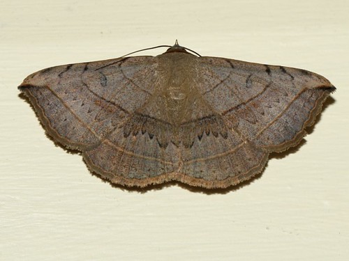Moth Noctuidae? 4057