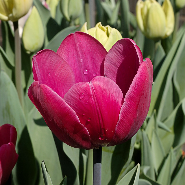 Missouri Botanical Garden (Shaw's Garden), in Saint Louis, Missouri, USA - purplish tulip