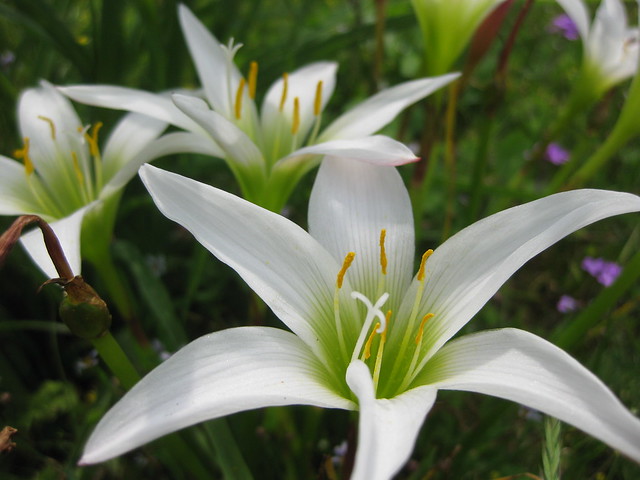 Wild Easter Lily