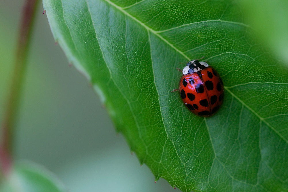 Macro 7/30:  Ladybug