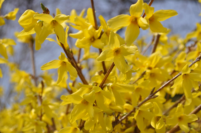 Yellow Spring 1