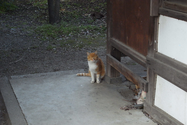 Today's Cat@2011-04-14