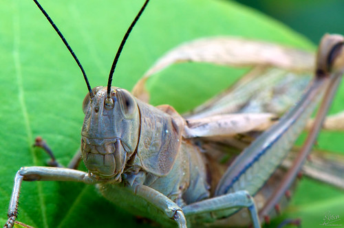 Grasshopper Shedding Wings