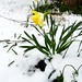 Daffodils_in_snow