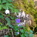 Violets and wood anemones, Gillfield Wood