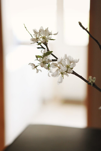 . apple blossoms blooming on my kitchen island .