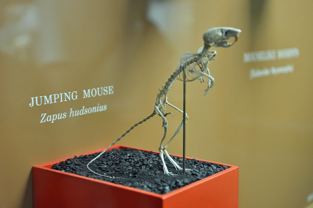 jumping mouse