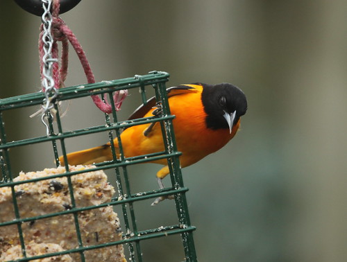 Welcome Back - Baltimore Oriole by JKissnHug