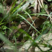 20110425_250 Taiwan Bush Warbler 3/5: WALKING!!