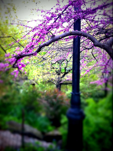 Blooming in central park