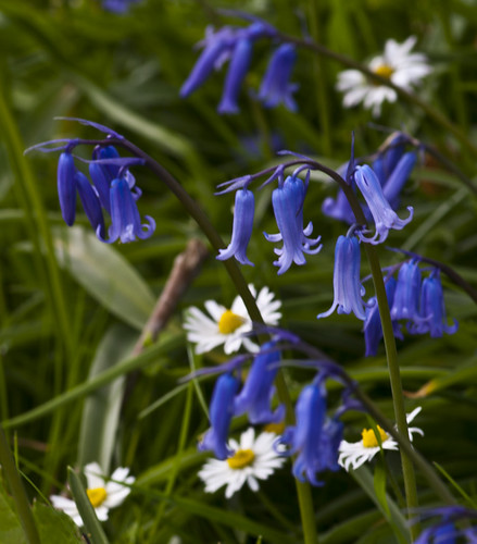 Bluebells and Daisies - Copyright R.Weal 2011
