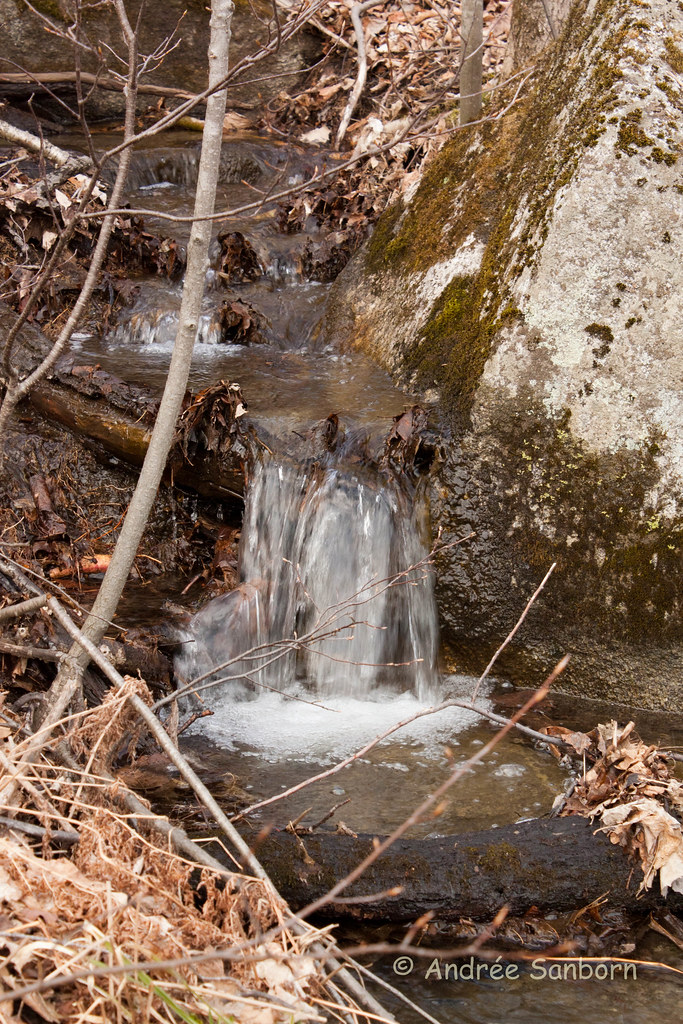 The Brook Out Back (28 of 100).jpg