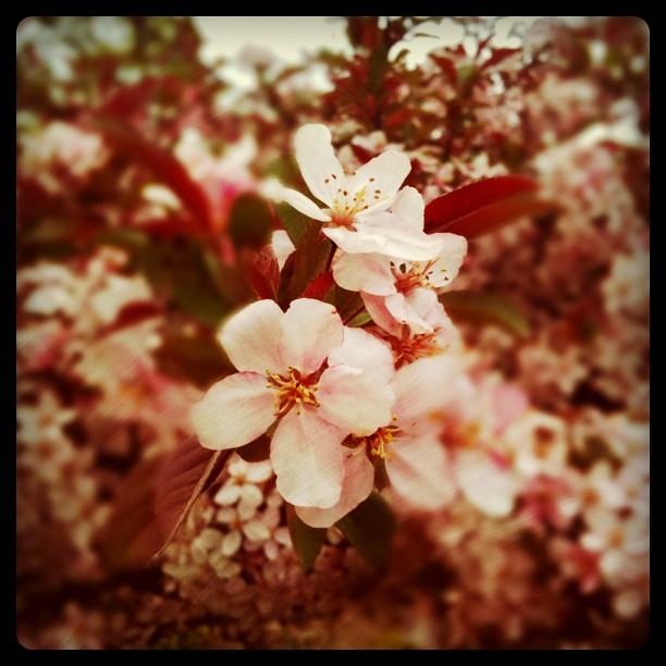 #spring #crabapple #flowers #pink