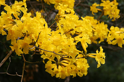 huntington yellow tree flowers