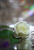 © All rights reserved. Some Roses are white by Engineer J