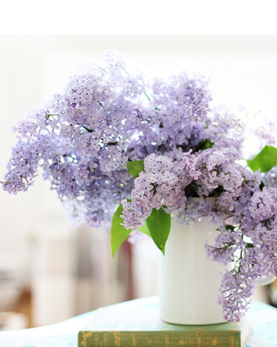 Gee lilacs are pretty