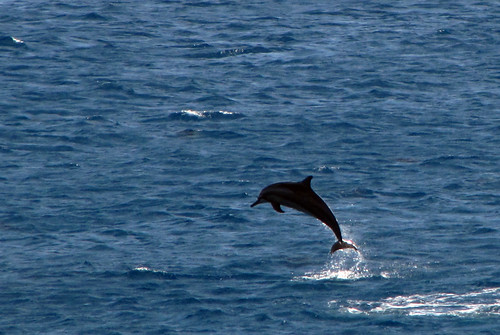Dolphin in flight (1)
