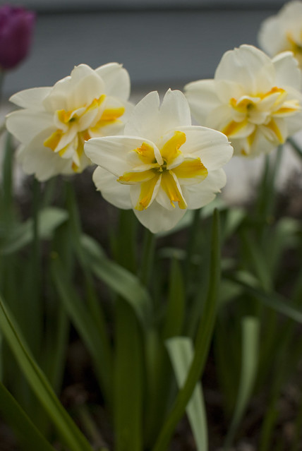 front daffodils