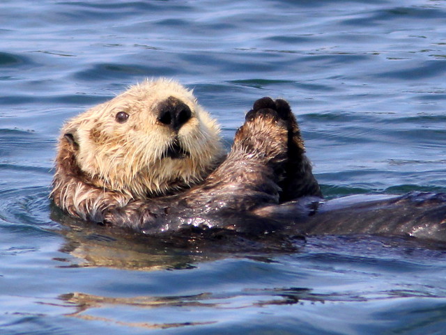 Sea Otter 20110622