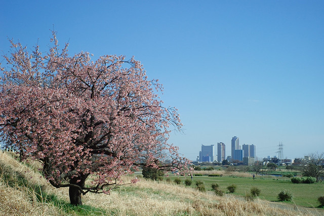 河川敷の早咲き桜