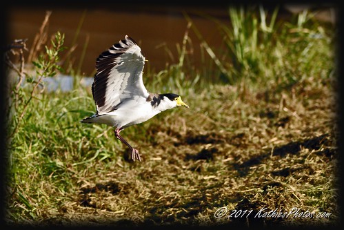 96-365 Masked Wing Plover coming in for a landing