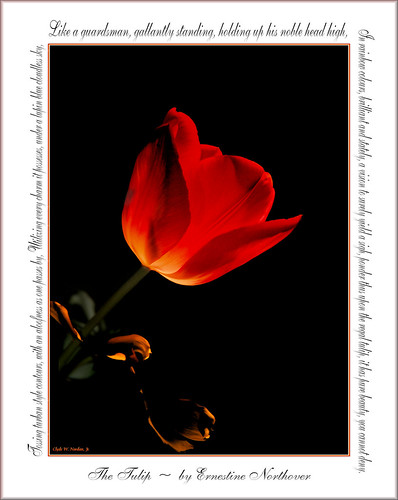 The Tulip by Olde Towne Photos (Clyde)