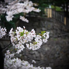 Cherry blossoms on rainy day.